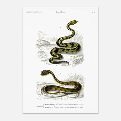 Planche naturaliste ancienne : Crotale commun et Céraste cornu, Charles d'Orbigny (29,7x42 cm (A3)). Planche gravée du XIXe siècle représentant deux serpents, le premier un crotale commun et le second un serpent de type céraste.