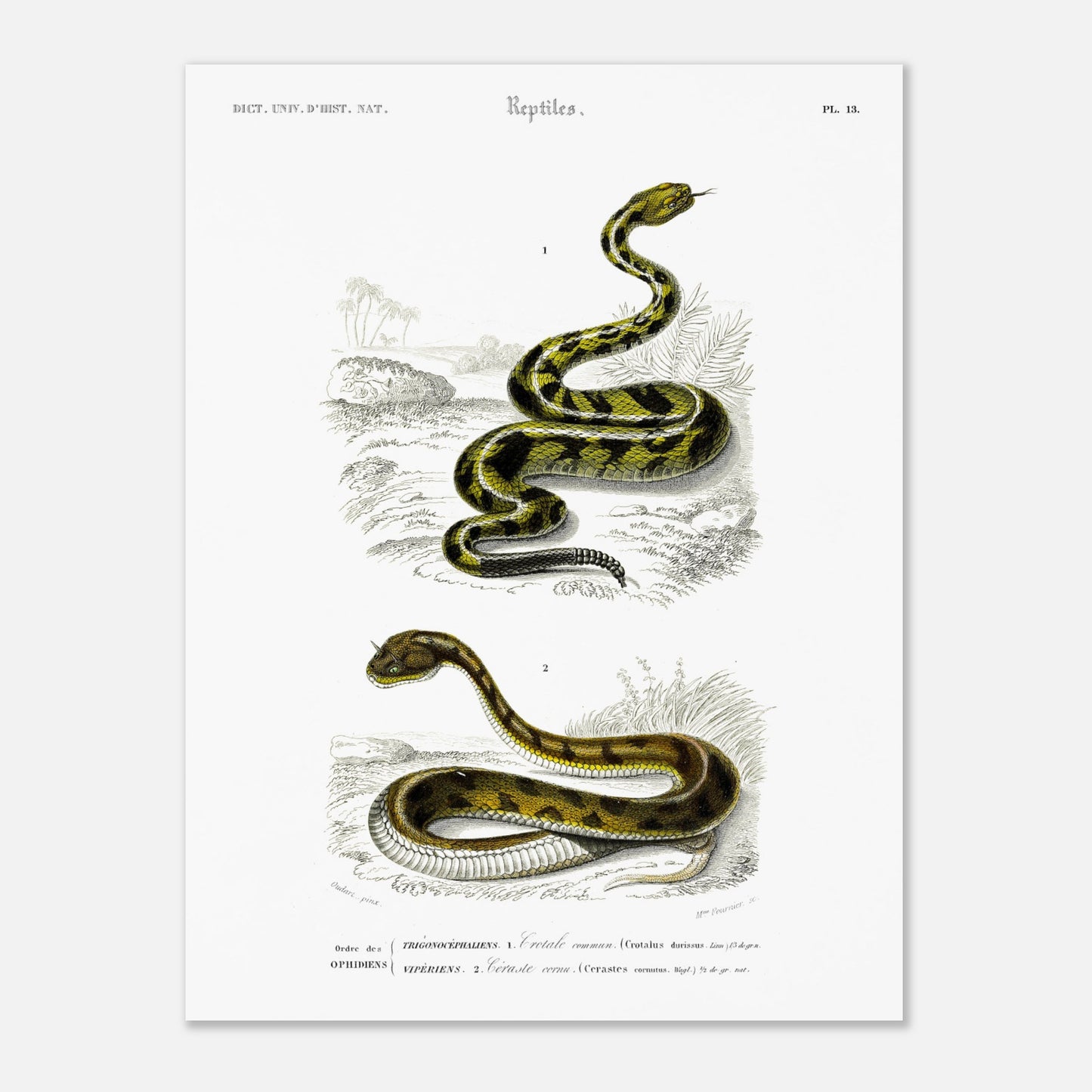 Planche naturaliste ancienne : Crotale commun et Céraste cornu, Charles d'Orbigny (30x40 cm). Planche gravée du XIXe siècle représentant deux serpents, le premier un crotale commun et le second un serpent de type céraste.