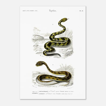 Planche naturaliste ancienne : Crotale commun et Céraste cornu, Charles d'Orbigny (42x59,4 cm (A2)). Planche gravée du XIXe siècle représentant deux serpents, le premier un crotale commun et le second un serpent de type céraste.