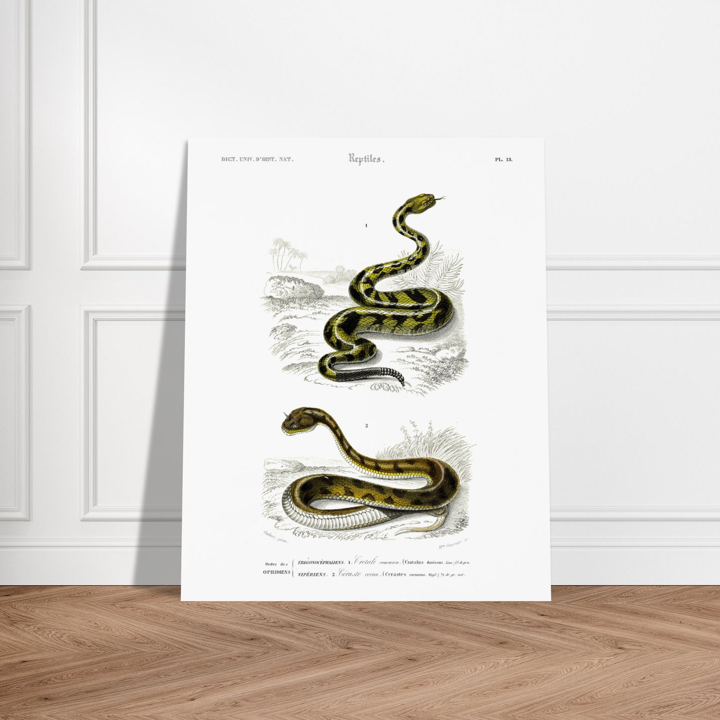 Planche naturaliste ancienne : Crotale commun et Céraste cornu, Charles d'Orbigny. Planche gravée du XIXe siècle représentant deux serpents, le premier un crotale commun et le second un serpent de type céraste. Image d'illustration 5