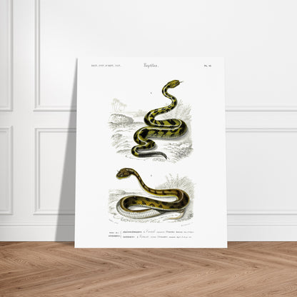 Planche naturaliste ancienne : Crotale commun et Céraste cornu, Charles d'Orbigny. Planche gravée du XIXe siècle représentant deux serpents, le premier un crotale commun et le second un serpent de type céraste. Image d'illustration 5
