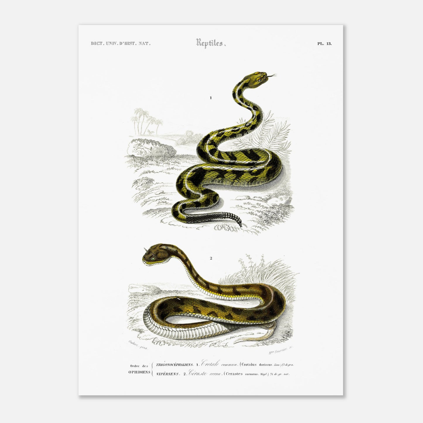 Planche naturaliste ancienne : Crotale commun et Céraste cornu, Charles d'Orbigny (50x70 cm). Planche gravée du XIXe siècle représentant deux serpents, le premier un crotale commun et le second un serpent de type céraste.