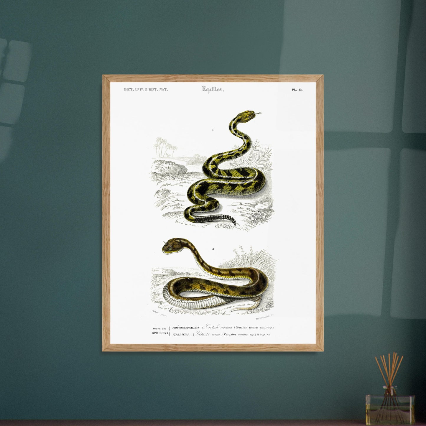 Planche naturaliste ancienne : Crotale commun et Céraste cornu, Charles d'Orbigny. Planche gravée du XIXe siècle représentant deux serpents, le premier un crotale commun et le second un serpent de type céraste. Image d'illustration 6