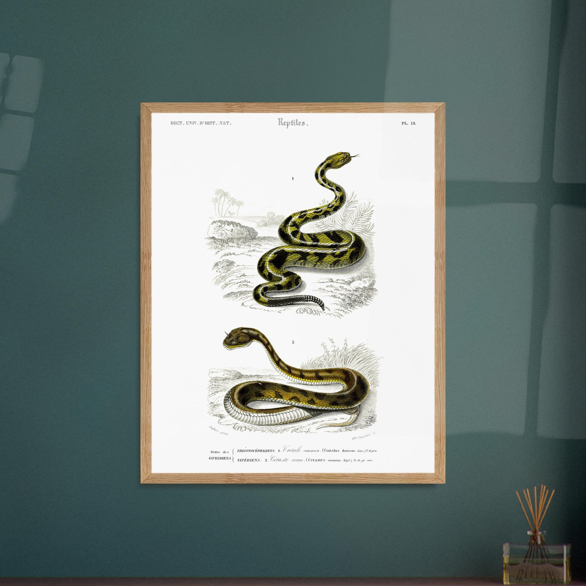 Planche naturaliste ancienne : Crotale commun et Céraste cornu, Charles d'Orbigny. Planche gravée du XIXe siècle représentant deux serpents, le premier un crotale commun et le second un serpent de type céraste. Image d'illustration 6