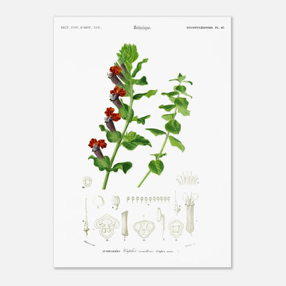 Planche naturaliste ancienne : Cuphée vermillonnée par d'Orbigny (29,7x42 cm (A3)). Planche naturaliste de Charles d'Orbigny illustrant une plante de Cuphée vermillonée avec ses fleurs rouges et vertes, ainsi que des détails de ses parties.