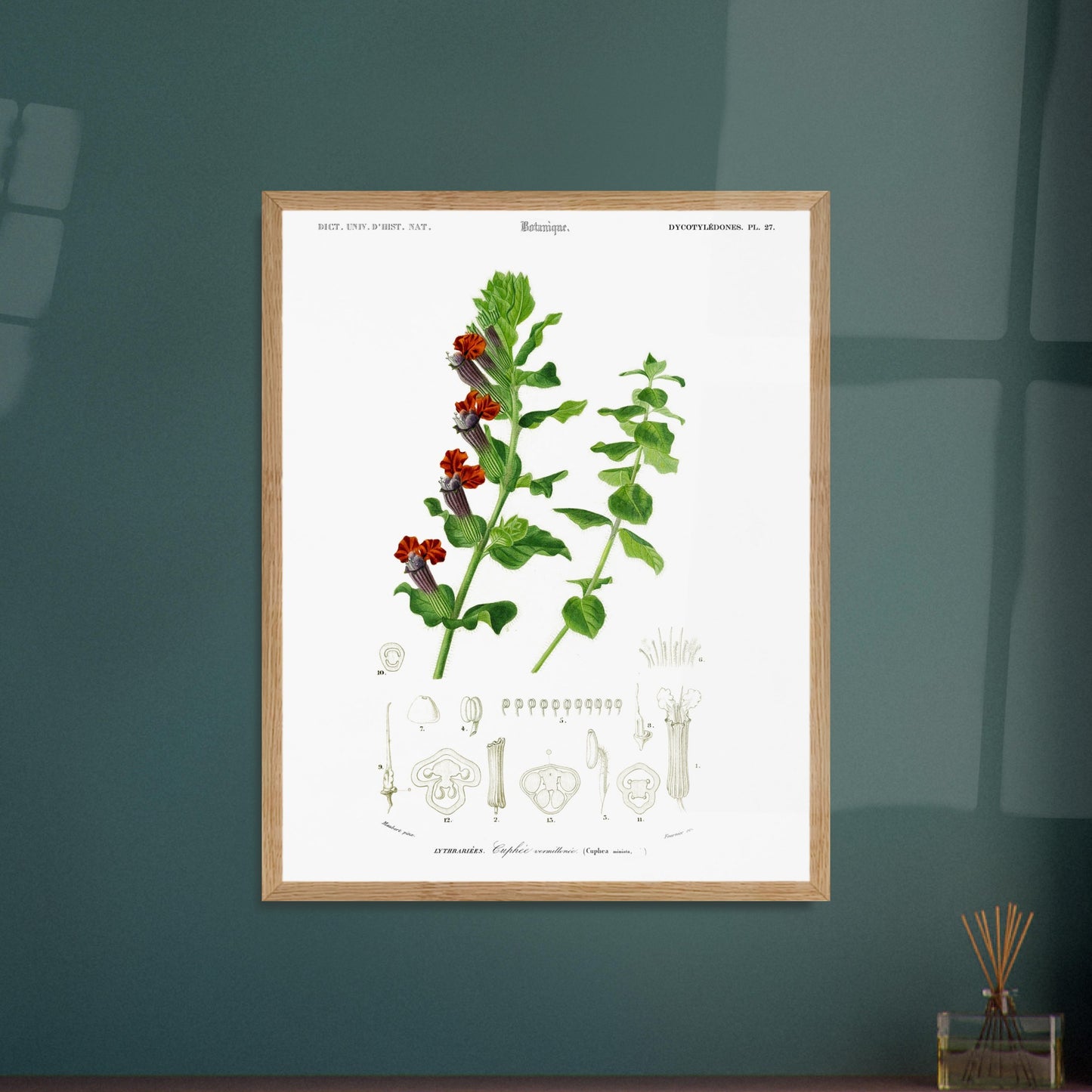 Planche naturaliste ancienne : Cuphée vermillonnée par d'Orbigny. Planche naturaliste de Charles d'Orbigny illustrant une plante de Cuphée vermillonée avec ses fleurs rouges et vertes, ainsi que des détails de ses parties. Image d'illustration 5