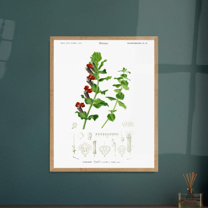 Planche naturaliste ancienne : Cuphée vermillonnée par d'Orbigny. Planche naturaliste de Charles d'Orbigny illustrant une plante de Cuphée vermillonée avec ses fleurs rouges et vertes, ainsi que des détails de ses parties. Image d'illustration 5
