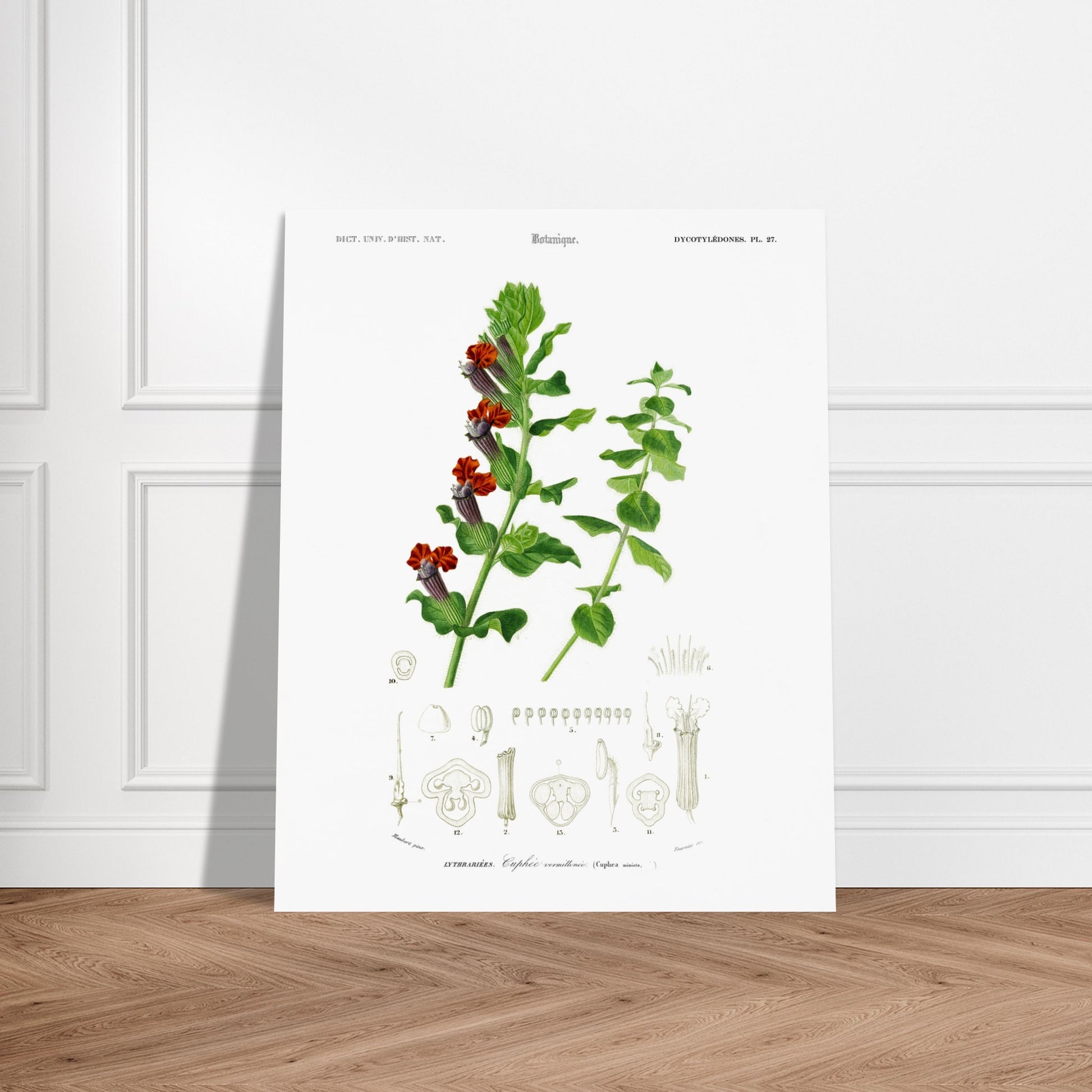Planche naturaliste ancienne : Cuphée vermillonnée par d'Orbigny. Planche naturaliste de Charles d'Orbigny illustrant une plante de Cuphée vermillonée avec ses fleurs rouges et vertes, ainsi que des détails de ses parties. Image d'illustration 6