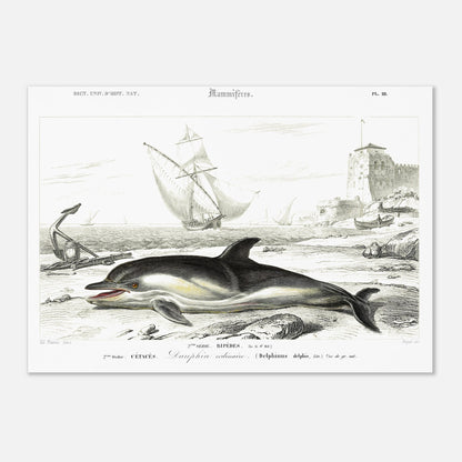 Planche naturaliste de cétacés : Le Dauphin ordinaire (29,7x42 cm (A3)). Gravure du XIXe siècle d'un dauphin échoué sur une plage, avec un ancre rouillée à gauche et des voiliers et une tour à l'arrière-plan.