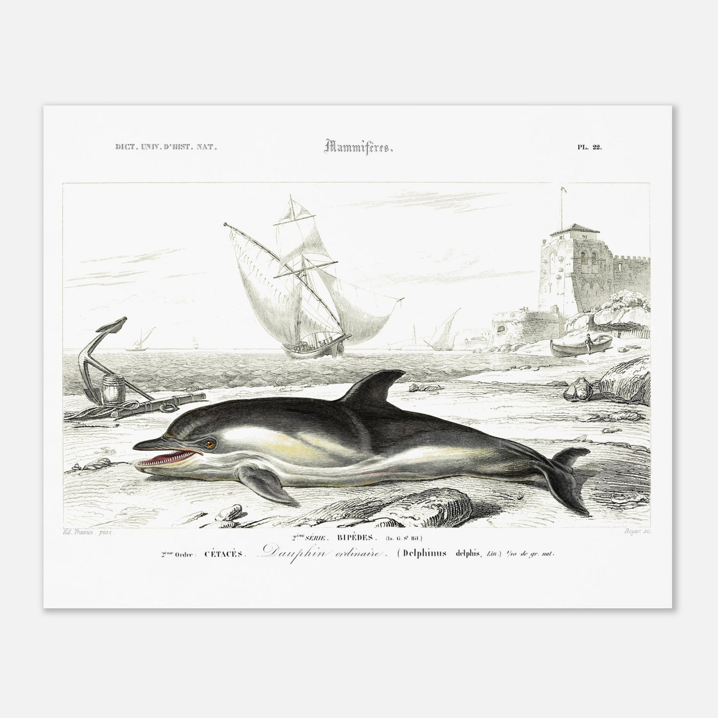 Planche naturaliste de cétacés : Le Dauphin ordinaire (40x50 cm). Gravure du XIXe siècle d'un dauphin échoué sur une plage, avec un ancre rouillée à gauche et des voiliers et une tour à l'arrière-plan.