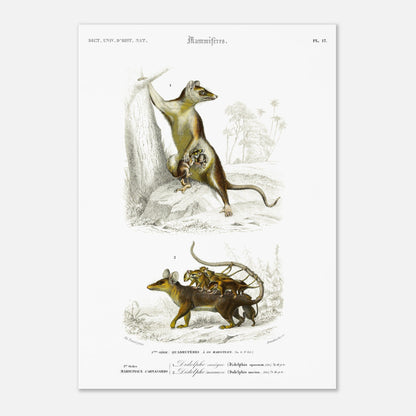 Planche naturaliste : Didelphe Sarigue et ses petits - d'Orbigny (29,7x42 cm (A3)). Gravure ancienne illustrant un didelphe sarigue avec ses petits, un animal marsupial, dans un décor arboré.