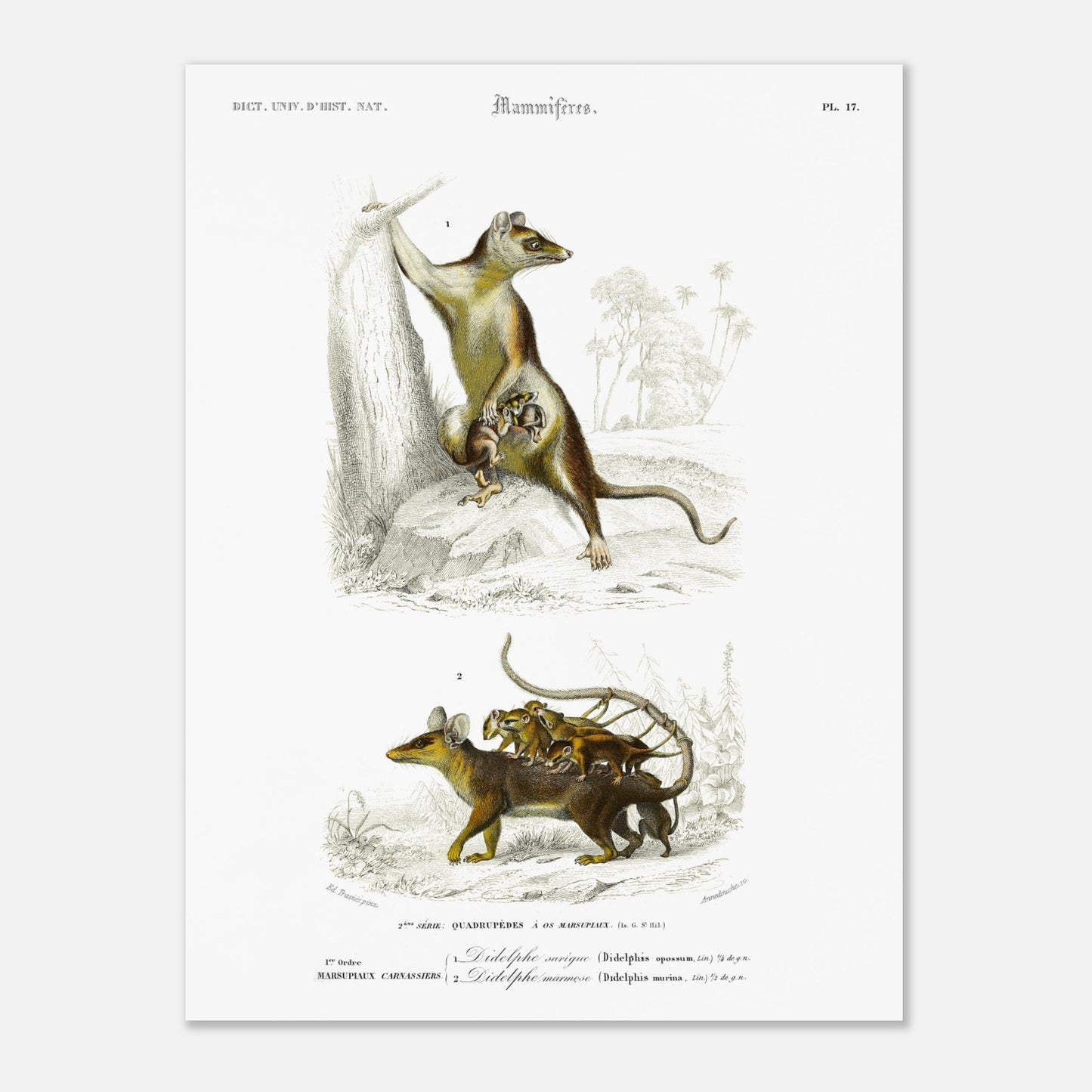 Planche naturaliste : Didelphe Sarigue et ses petits - d'Orbigny (30x40 cm). Gravure ancienne illustrant un didelphe sarigue avec ses petits, un animal marsupial, dans un décor arboré.