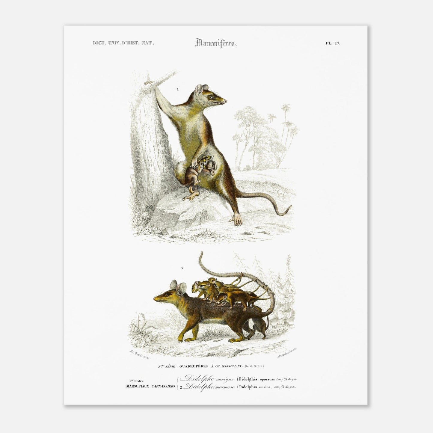 Planche naturaliste : Didelphe Sarigue et ses petits - d'Orbigny (40x50 cm). Gravure ancienne illustrant un didelphe sarigue avec ses petits, un animal marsupial, dans un décor arboré.