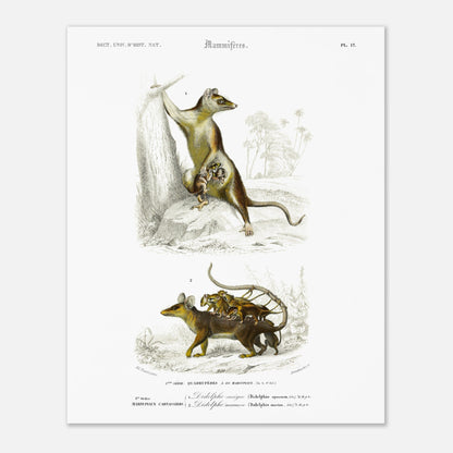 Planche naturaliste : Didelphe Sarigue et ses petits - d'Orbigny (40x50 cm). Gravure ancienne illustrant un didelphe sarigue avec ses petits, un animal marsupial, dans un décor arboré.