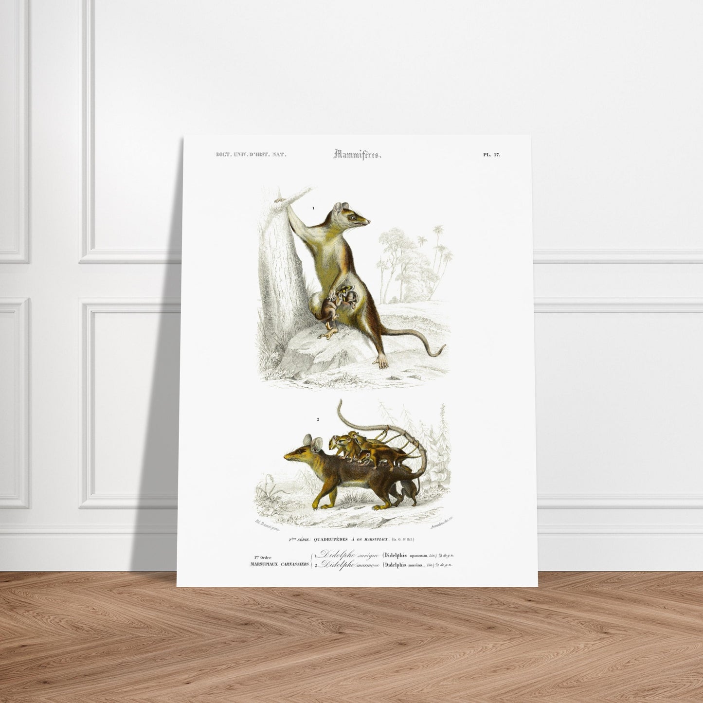 Planche naturaliste : Didelphe Sarigue et ses petits - d'Orbigny. Gravure ancienne illustrant un didelphe sarigue avec ses petits, un animal marsupial, dans un décor arboré. Image d'illustration 5