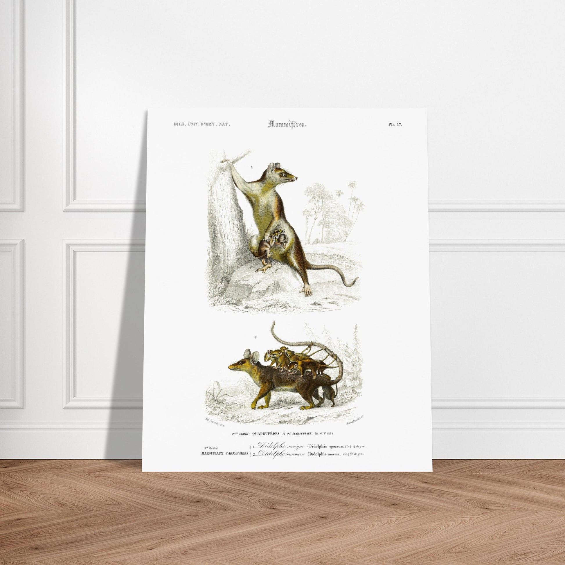 Planche naturaliste : Didelphe Sarigue et ses petits - d'Orbigny. Gravure ancienne illustrant un didelphe sarigue avec ses petits, un animal marsupial, dans un décor arboré. Image d'illustration 5