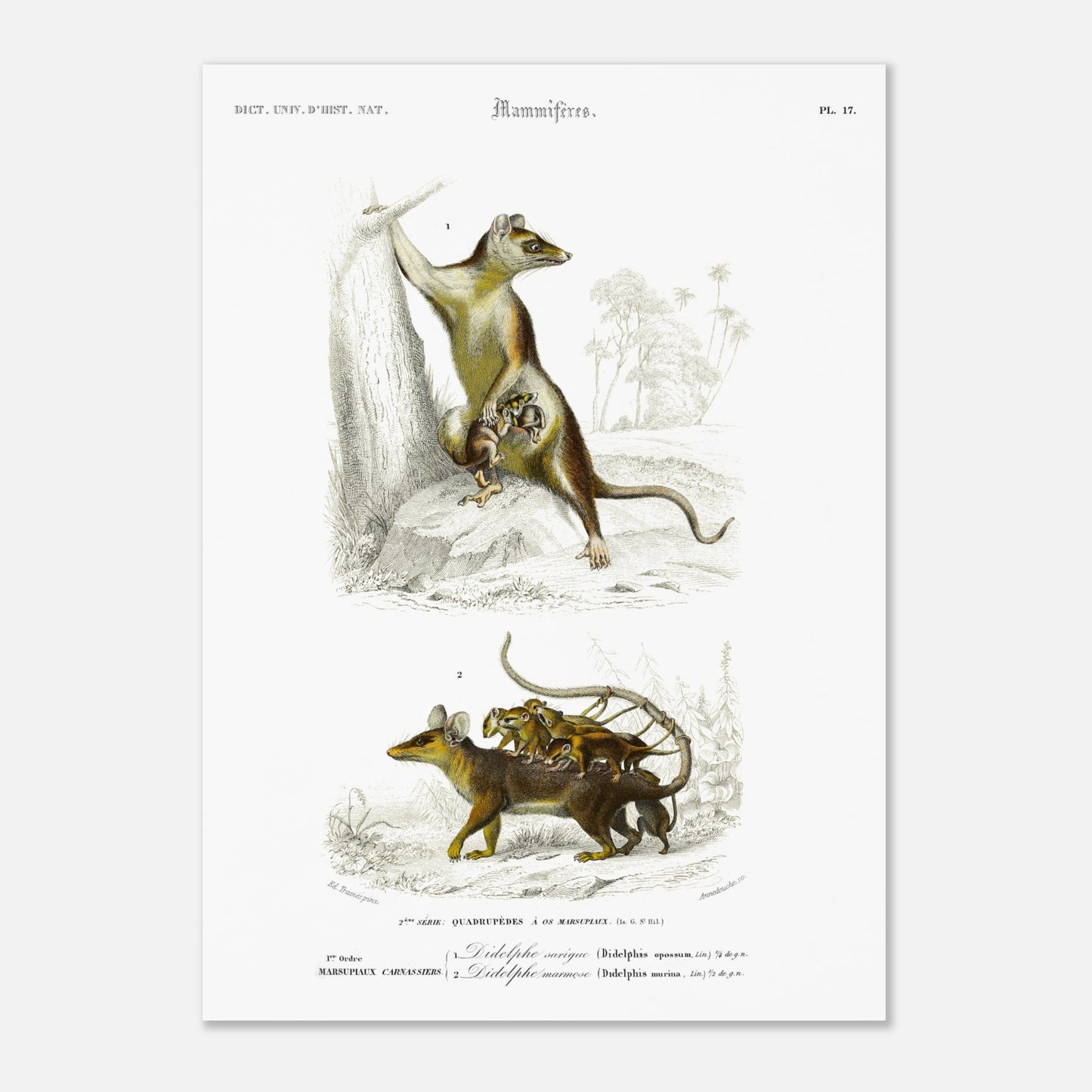 Planche naturaliste : Didelphe Sarigue et ses petits - d'Orbigny (50x70 cm). Gravure ancienne illustrant un didelphe sarigue avec ses petits, un animal marsupial, dans un décor arboré.