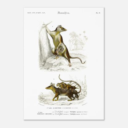 Planche naturaliste : Didelphe Sarigue et ses petits - d'Orbigny (50x70 cm). Gravure ancienne illustrant un didelphe sarigue avec ses petits, un animal marsupial, dans un décor arboré.