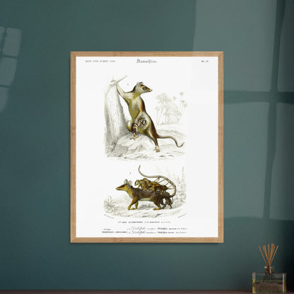 Planche naturaliste : Didelphe Sarigue et ses petits - d'Orbigny. Gravure ancienne illustrant un didelphe sarigue avec ses petits, un animal marsupial, dans un décor arboré. Image d'illustration 6