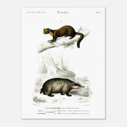 Planche naturaliste : Grand Écureuil du Malabar et Hamster ordinaire (30x40 cm). Planche mammalogique du Dictionnaire Universel d'Histoire Naturelle de Charles d'Orbigny, présentant un Grand Écureuil du Malabar perché sur une branche et un Hamster ordinaire au sol.
