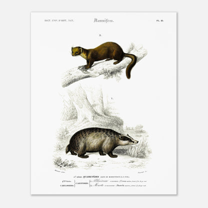 Planche naturaliste : Grand Écureuil du Malabar et Hamster ordinaire (40x50 cm). Planche mammalogique du Dictionnaire Universel d'Histoire Naturelle de Charles d'Orbigny, présentant un Grand Écureuil du Malabar perché sur une branche et un Hamster ordinaire au sol.