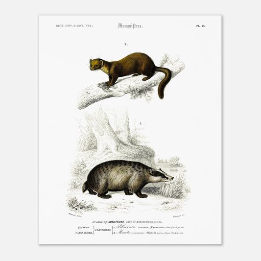 Planche naturaliste : Grand Écureuil du Malabar et Hamster ordinaire (40x50 cm). Planche mammalogique du Dictionnaire Universel d'Histoire Naturelle de Charles d'Orbigny, présentant un Grand Écureuil du Malabar perché sur une branche et un Hamster ordinaire au sol.