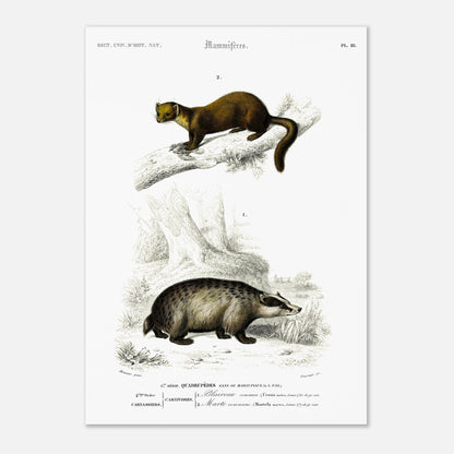 Planche naturaliste : Grand Écureuil du Malabar et Hamster ordinaire (42x59,4 cm (A2)). Planche mammalogique du Dictionnaire Universel d'Histoire Naturelle de Charles d'Orbigny, présentant un Grand Écureuil du Malabar perché sur une branche et un Hamster ordinaire au sol.