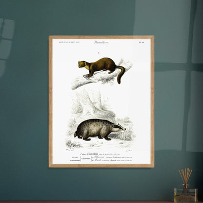 Planche naturaliste : Grand Écureuil du Malabar et Hamster ordinaire. Planche mammalogique du Dictionnaire Universel d'Histoire Naturelle de Charles d'Orbigny, présentant un Grand Écureuil du Malabar perché sur une branche et un Hamster ordinaire au sol. Image d'illustration 5