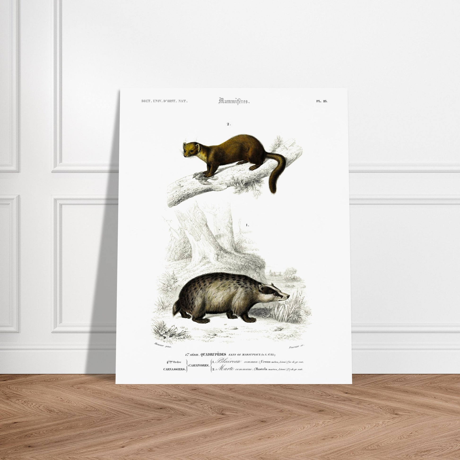 Planche naturaliste : Grand Écureuil du Malabar et Hamster ordinaire. Planche mammalogique du Dictionnaire Universel d'Histoire Naturelle de Charles d'Orbigny, présentant un Grand Écureuil du Malabar perché sur une branche et un Hamster ordinaire au sol. Image d'illustration 6