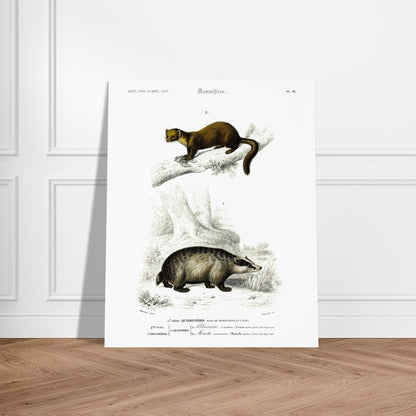 Planche naturaliste : Grand Écureuil du Malabar et Hamster ordinaire. Planche mammalogique du Dictionnaire Universel d'Histoire Naturelle de Charles d'Orbigny, présentant un Grand Écureuil du Malabar perché sur une branche et un Hamster ordinaire au sol. Image d'illustration 6