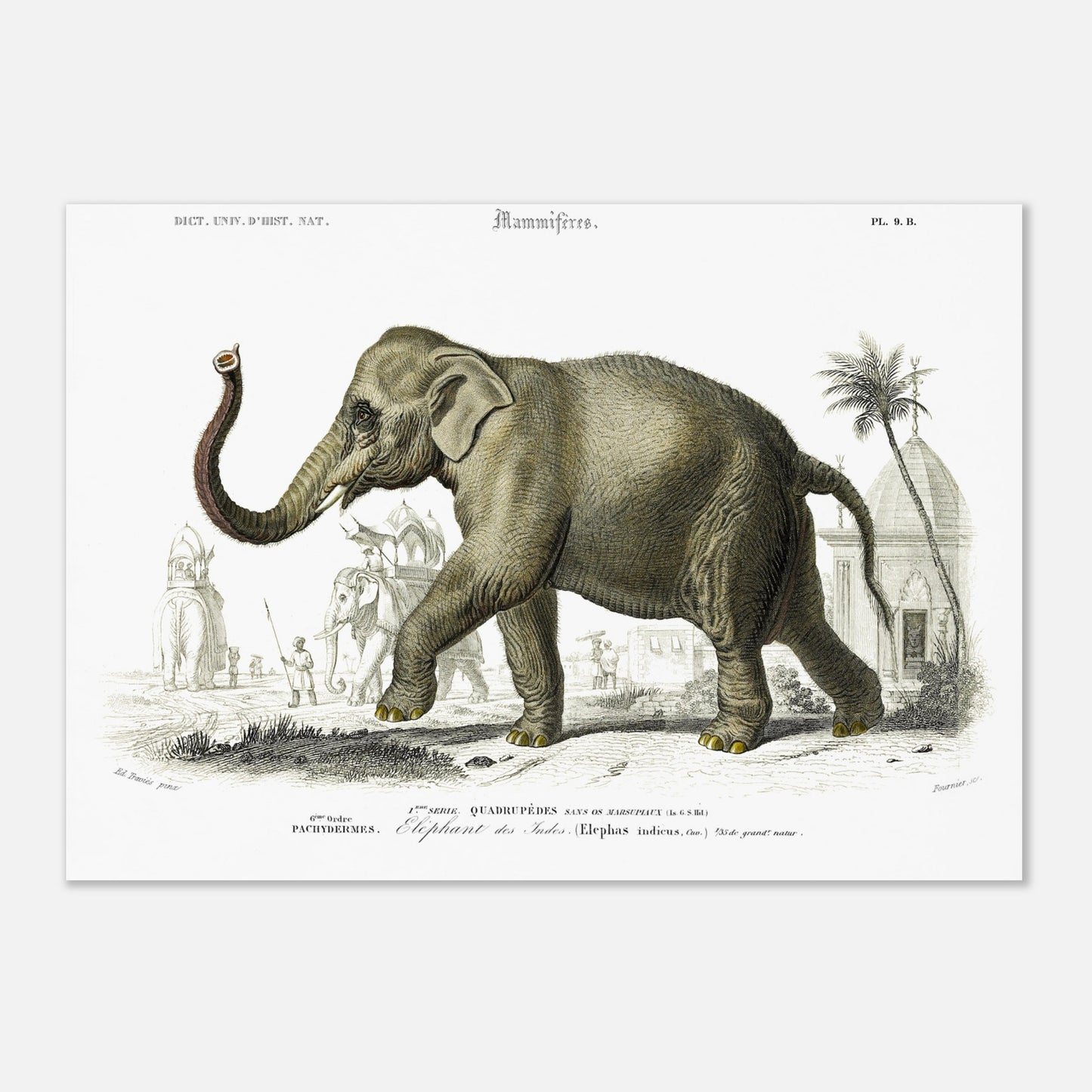 Planche naturaliste de l'Éléphant des Indes par Charles d'Orbigny (29,7x42 cm (A3)). Planche gravée d'un éléphant des Indes (Elephas indicus) en extérieur, avec des représentations d'éléphants montés et de personnages dans un paysage architectural du sud de l'Asie.