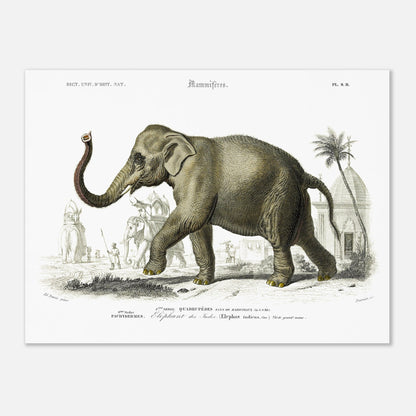 Planche naturaliste de l'Éléphant des Indes par Charles d'Orbigny (30x40 cm). Planche gravée d'un éléphant des Indes (Elephas indicus) en extérieur, avec des représentations d'éléphants montés et de personnages dans un paysage architectural du sud de l'Asie.