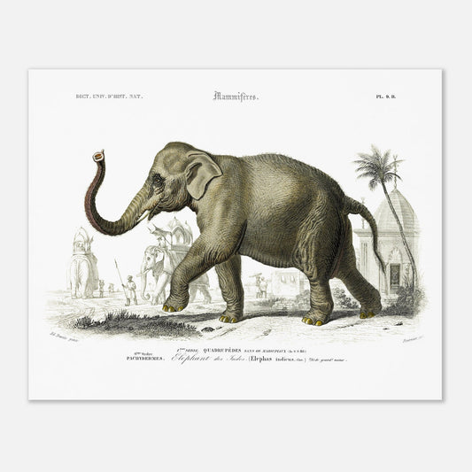 Planche naturaliste de l'Éléphant des Indes par Charles d'Orbigny (40x50 cm). Planche gravée d'un éléphant des Indes (Elephas indicus) en extérieur, avec des représentations d'éléphants montés et de personnages dans un paysage architectural du sud de l'Asie.