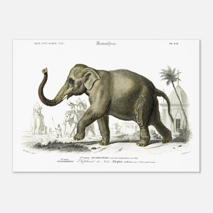 Planche naturaliste de l'Éléphant des Indes par Charles d'Orbigny (42x59,4 cm (A2)). Planche gravée d'un éléphant des Indes (Elephas indicus) en extérieur, avec des représentations d'éléphants montés et de personnages dans un paysage architectural du sud de l'Asie.