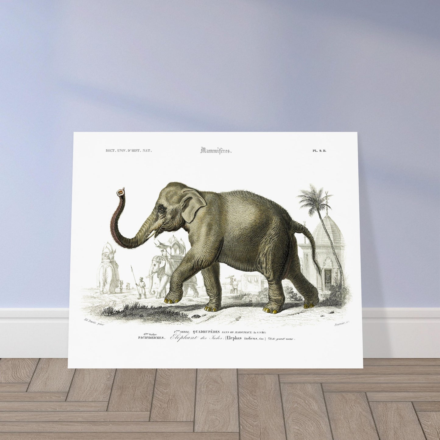 Planche naturaliste de l'Éléphant des Indes par Charles d'Orbigny. Planche gravée d'un éléphant des Indes (Elephas indicus) en extérieur, avec des représentations d'éléphants montés et de personnages dans un paysage architectural du sud de l'Asie. Image d'illustration 5