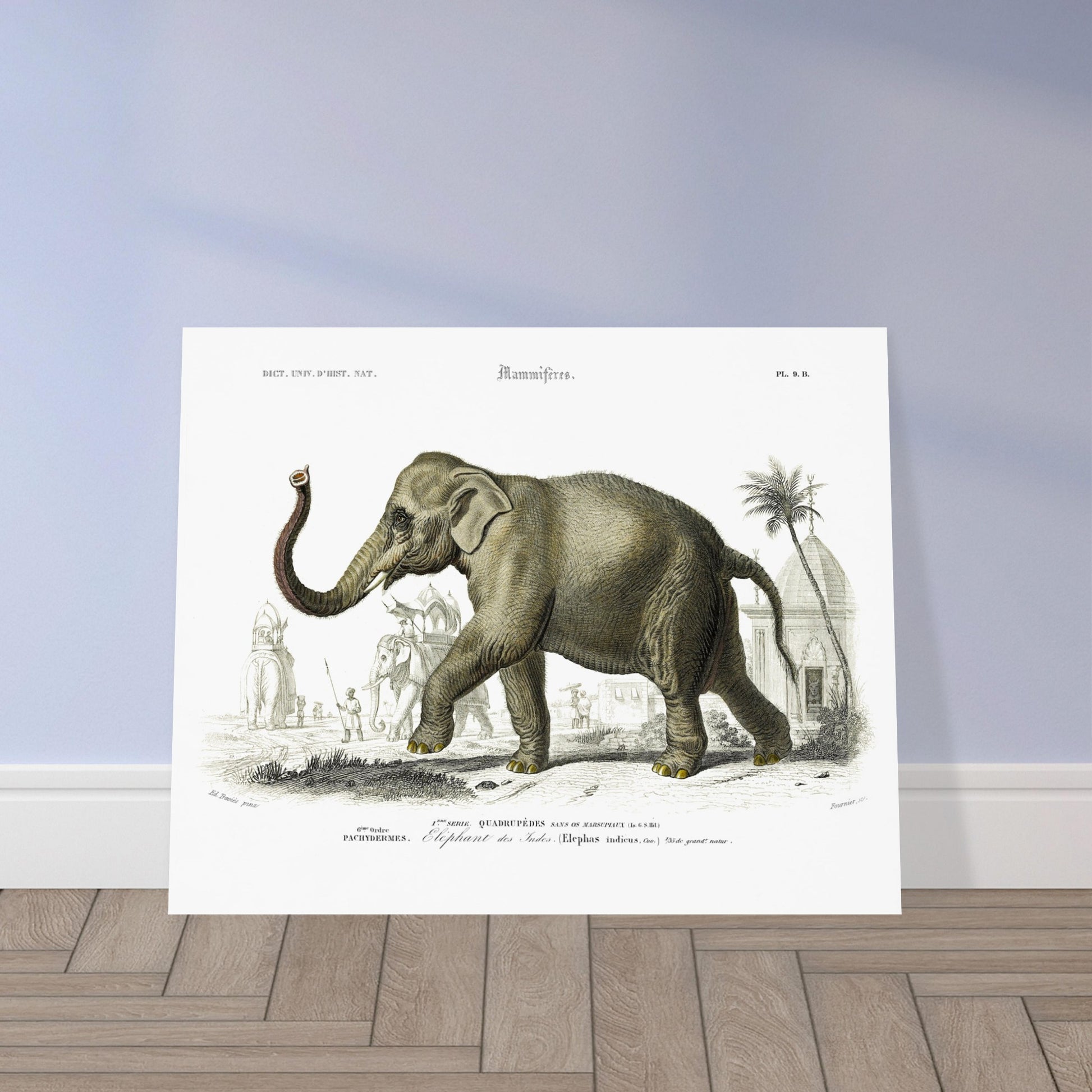 Planche naturaliste de l'Éléphant des Indes par Charles d'Orbigny. Planche gravée d'un éléphant des Indes (Elephas indicus) en extérieur, avec des représentations d'éléphants montés et de personnages dans un paysage architectural du sud de l'Asie. Image d'illustration 5