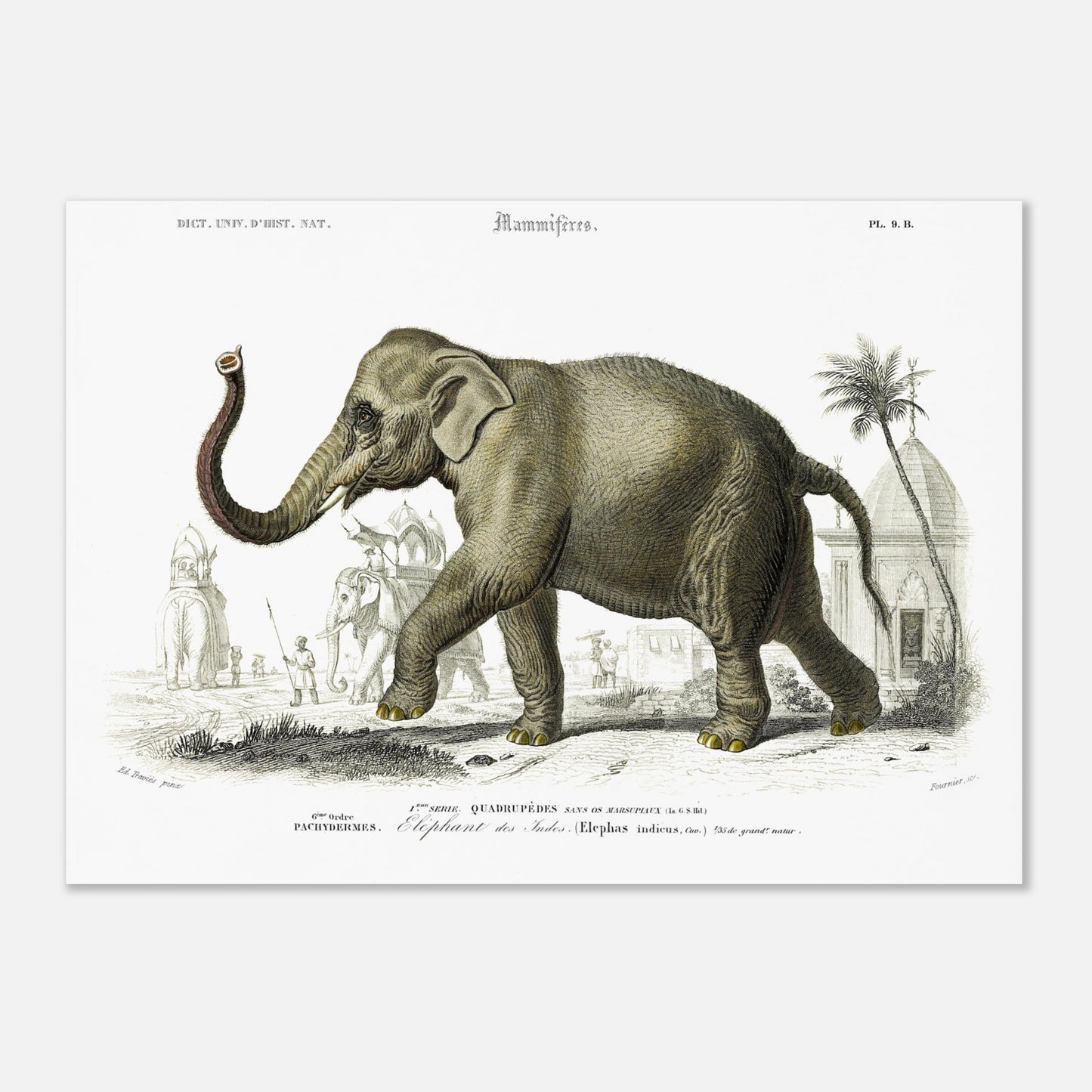 Planche naturaliste de l'Éléphant des Indes par Charles d'Orbigny (50x70 cm). Planche gravée d'un éléphant des Indes (Elephas indicus) en extérieur, avec des représentations d'éléphants montés et de personnages dans un paysage architectural du sud de l'Asie.