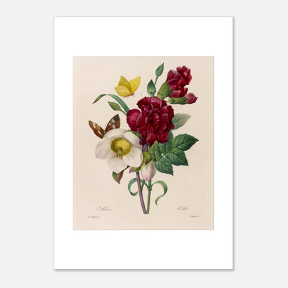 Planche naturaliste Bouquet à l'Ellébore par Pierre-Joseph Redouté (21x29,7 cm (A4)). Reproduction naturaliste d'un bouquet de fleurs comprenant un ellebore blanc, des œillets rouges, et des papillons, par Pierre-Joseph Redouté.