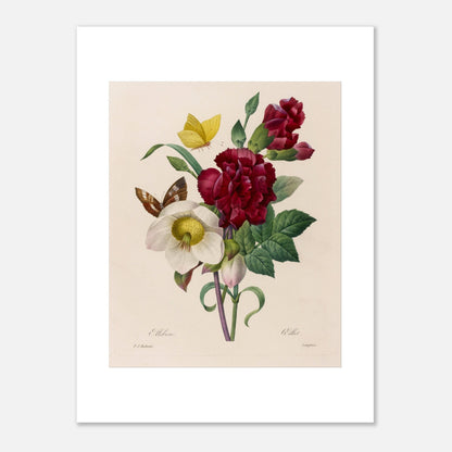 Planche naturaliste Bouquet à l'Ellébore par Pierre-Joseph Redouté (30x40 cm). Reproduction naturaliste d'un bouquet de fleurs comprenant un ellebore blanc, des œillets rouges, et des papillons, par Pierre-Joseph Redouté.