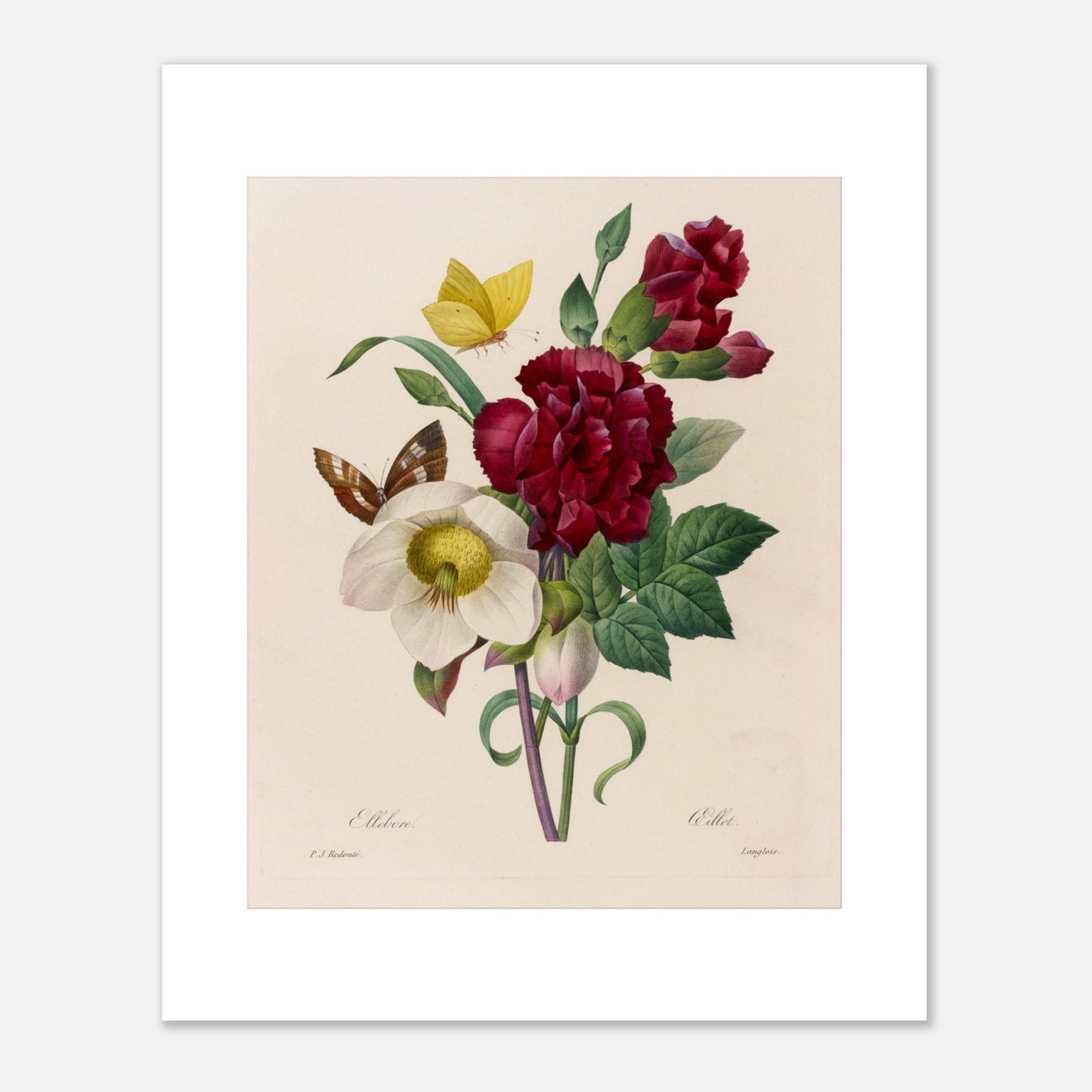 Planche naturaliste Bouquet à l'Ellébore par Pierre-Joseph Redouté (40x50 cm). Reproduction naturaliste d'un bouquet de fleurs comprenant un ellebore blanc, des œillets rouges, et des papillons, par Pierre-Joseph Redouté.