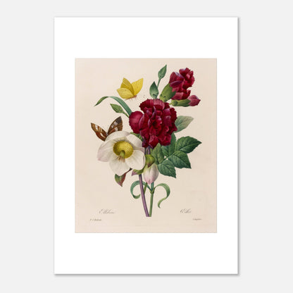 Planche naturaliste Bouquet à l'Ellébore par Pierre-Joseph Redouté (50x70 cm). Reproduction naturaliste d'un bouquet de fleurs comprenant un ellebore blanc, des œillets rouges, et des papillons, par Pierre-Joseph Redouté.