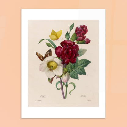 Planche naturaliste Bouquet à l'Ellébore par Pierre-Joseph Redouté. Reproduction naturaliste d'un bouquet de fleurs comprenant un ellebore blanc, des œillets rouges, et des papillons, par Pierre-Joseph Redouté. Image d'illustration 6