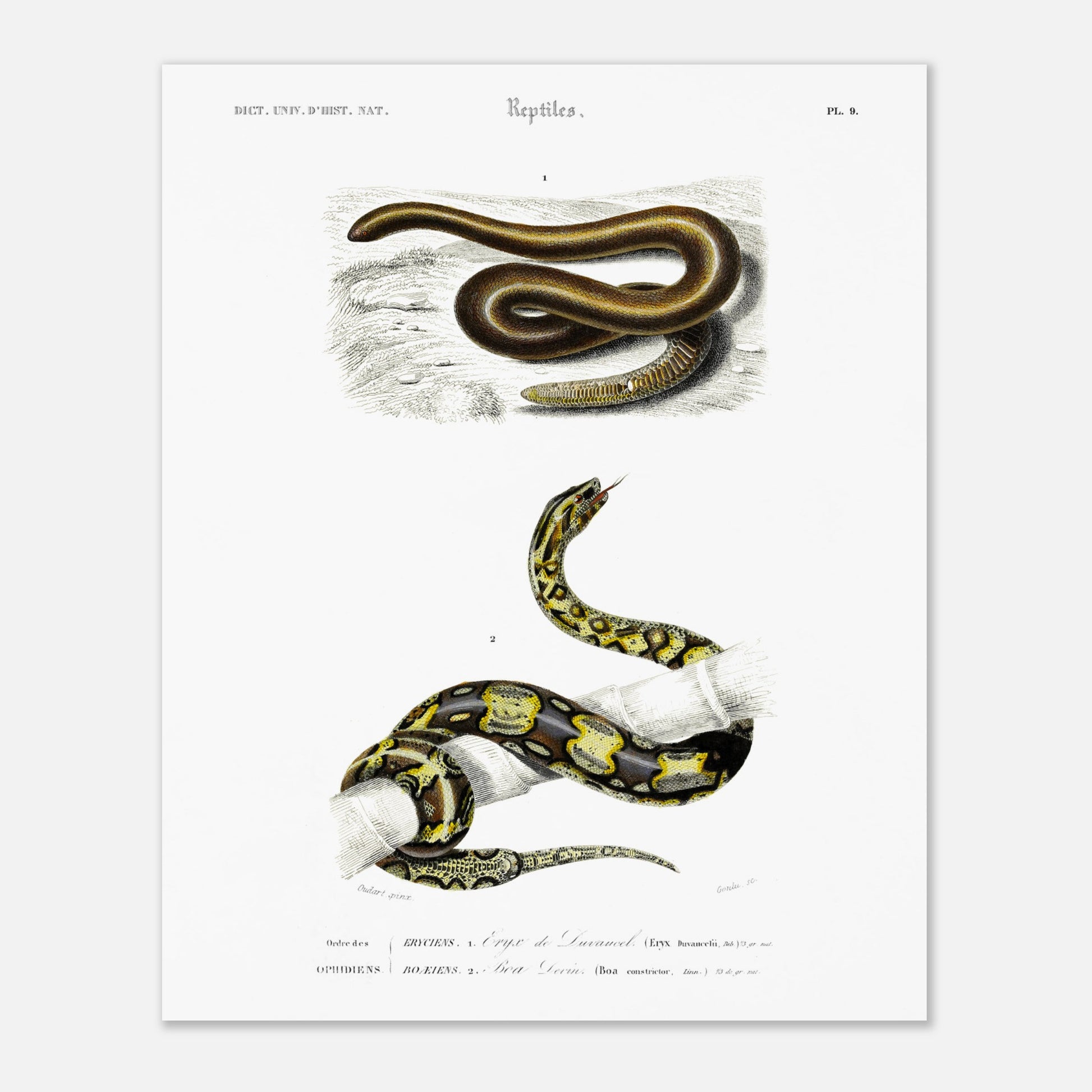 Planche naturaliste ancienne : Eryx de Duvaucel et Boa Levin - d'Orbigny (40x50 cm). Illustration scientifique ancienne présentant deux serpents dans des environnements distincts, l'un sur un sol sableux et l'autre enroulé sur une branche.