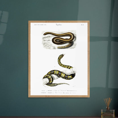 Planche naturaliste ancienne : Eryx de Duvaucel et Boa Levin - d'Orbigny. Illustration scientifique ancienne présentant deux serpents dans des environnements distincts, l'un sur un sol sableux et l'autre enroulé sur une branche. Image d'illustration 5