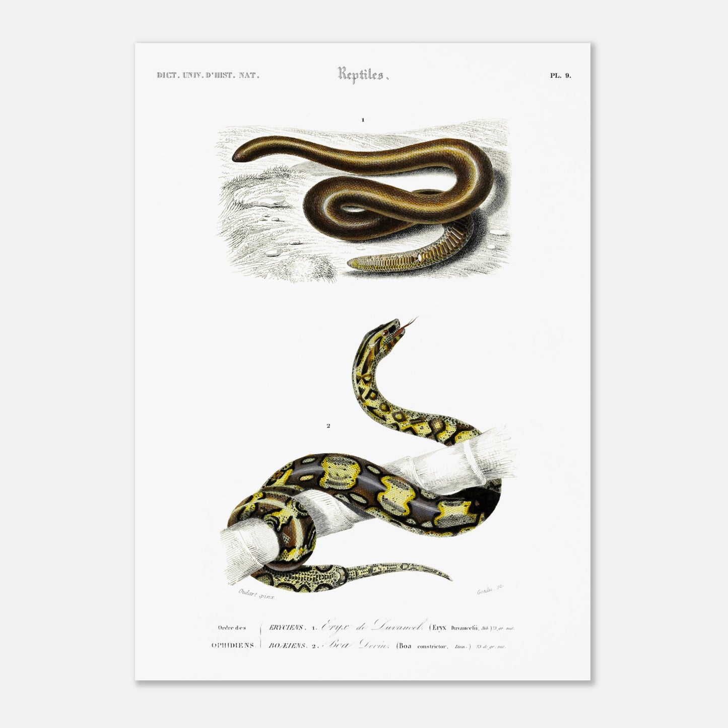 Planche naturaliste ancienne : Eryx de Duvaucel et Boa Levin - d'Orbigny (50x70 cm). Illustration scientifique ancienne présentant deux serpents dans des environnements distincts, l'un sur un sol sableux et l'autre enroulé sur une branche.