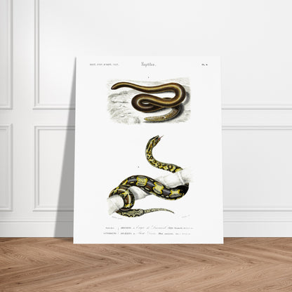 Planche naturaliste ancienne : Eryx de Duvaucel et Boa Levin - d'Orbigny. Illustration scientifique ancienne présentant deux serpents dans des environnements distincts, l'un sur un sol sableux et l'autre enroulé sur une branche. Image d'illustration 6