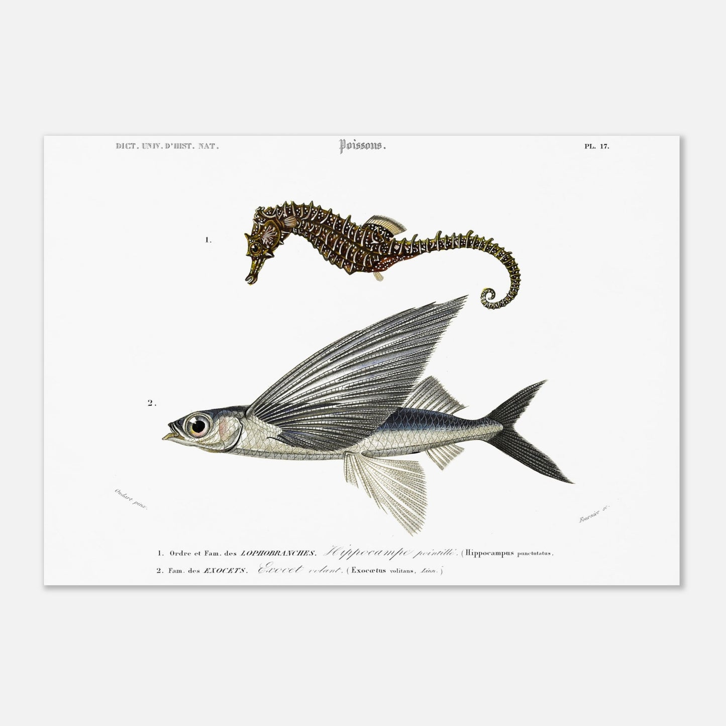 Planche naturaliste : Exocet volant et Hippocampe pointillé - Orbigny (29,7x42 cm (A3)). Illustration scientifique de deux poissons marins: un hippocampe et un exocet volant, présentés avec leurs noms et descriptions.