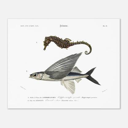 Planche naturaliste : Exocet volant et Hippocampe pointillé - Orbigny (40x50 cm). Illustration scientifique de deux poissons marins: un hippocampe et un exocet volant, présentés avec leurs noms et descriptions.