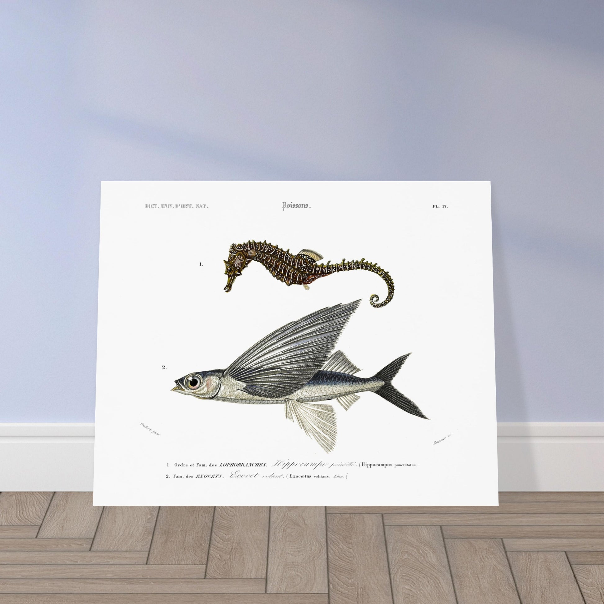 Planche naturaliste : Exocet volant et Hippocampe pointillé - Orbigny. Illustration scientifique de deux poissons marins: un hippocampe et un exocet volant, présentés avec leurs noms et descriptions. Image d'illustration 5