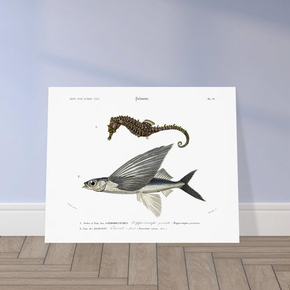 Planche naturaliste : Exocet volant et Hippocampe pointillé - Orbigny. Illustration scientifique de deux poissons marins: un hippocampe et un exocet volant, présentés avec leurs noms et descriptions. Image d'illustration 5